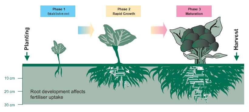 Broccoli Farming